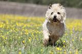 CAIRN TERRIER 274